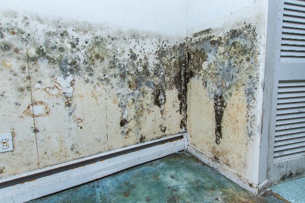 Mold Removal (3)